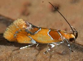 Orange-headed Epicallima